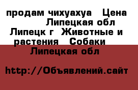 продам чихуахуа › Цена ­ 4 000 - Липецкая обл., Липецк г. Животные и растения » Собаки   . Липецкая обл.
